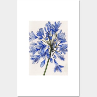 Agapanthus flower watercolour painting Posters and Art